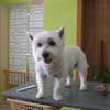 Idefix West Highland White Terrier in Hundesalon Jacky