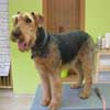 Flora-Airedale Terrier in Hundesalon Jacky
