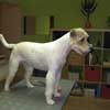 Lucy parson Russel Terrier in Hundesalon Jacky